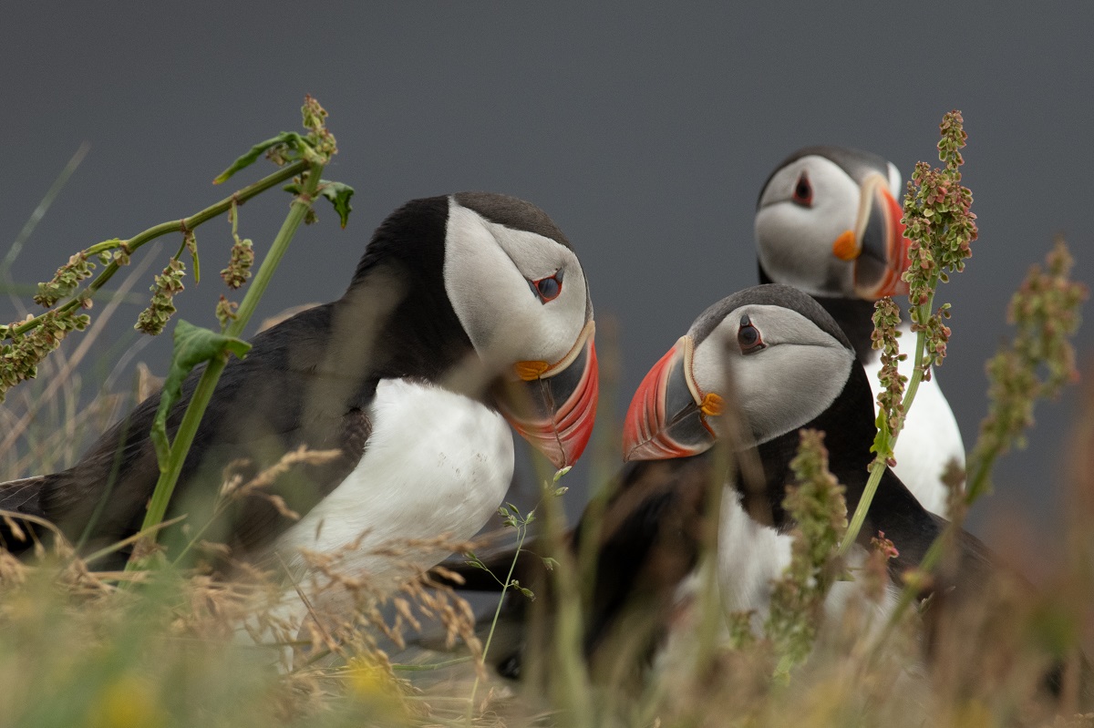 Drie papegaaiduikers in IJsland | IJsland Tours
