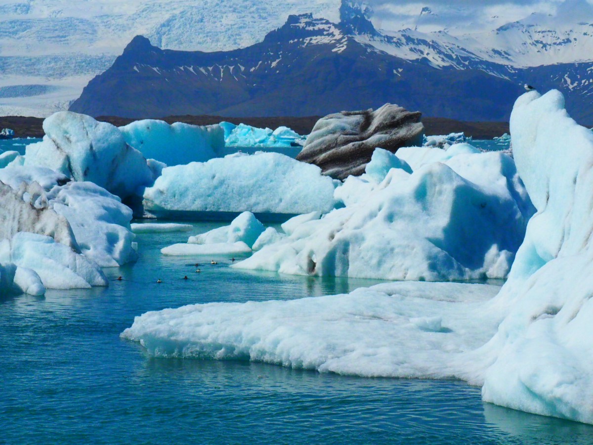 Vogels zwemmen rond in het ijsbergenmeer Jokulsarlon | IJsland Tours