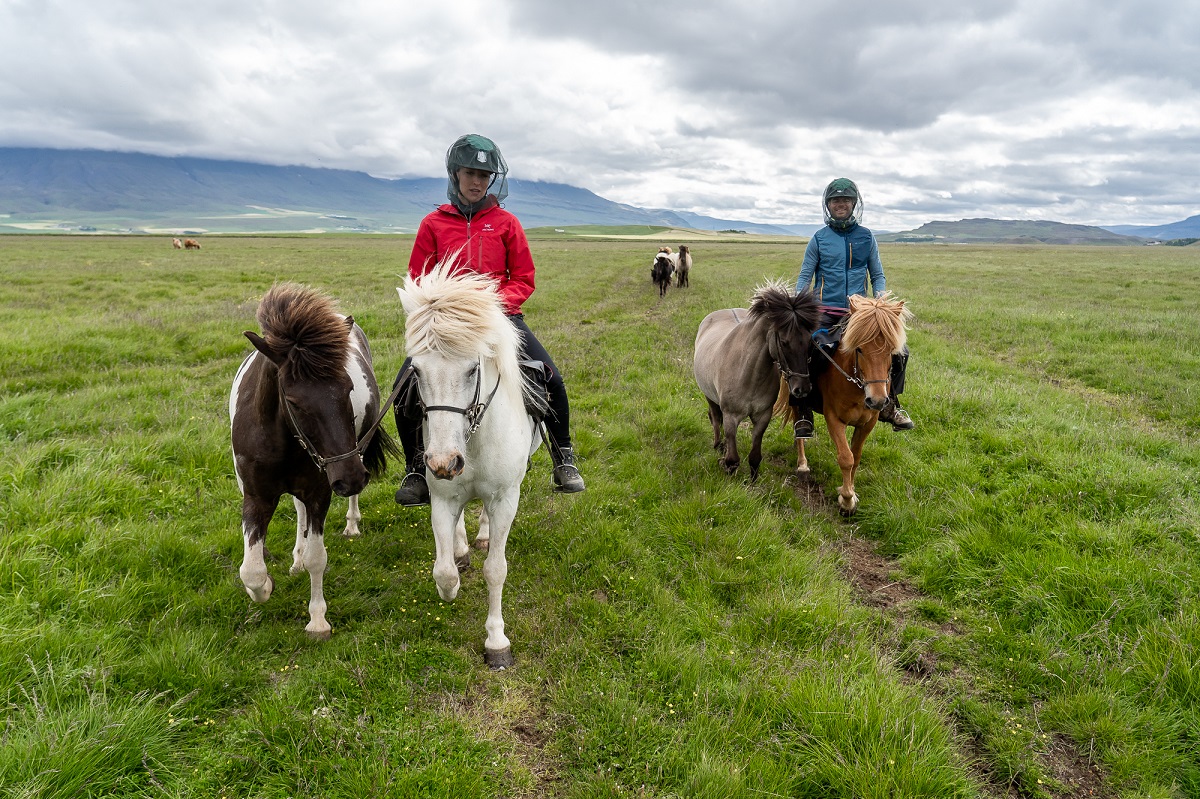 Met een muggenetje te paard | Hestasport | IJsland Tours