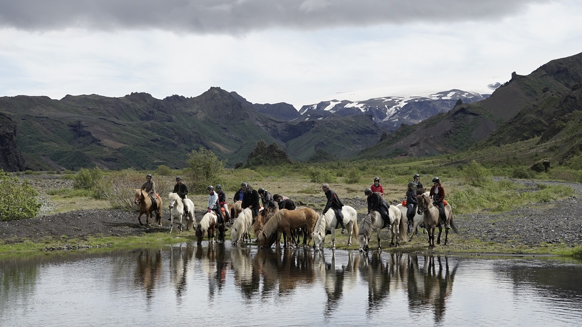 Drink pauze voor de kudde paarden met mooi uitzicht | Eldhestar | IJsland Tours