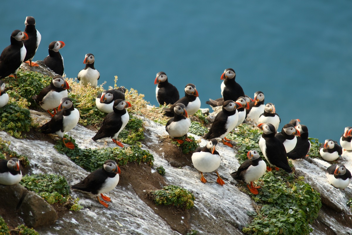 Kolonie papegaaiduikers op een berg | Trausti Joel | Drangey Tours | IJsland Tours