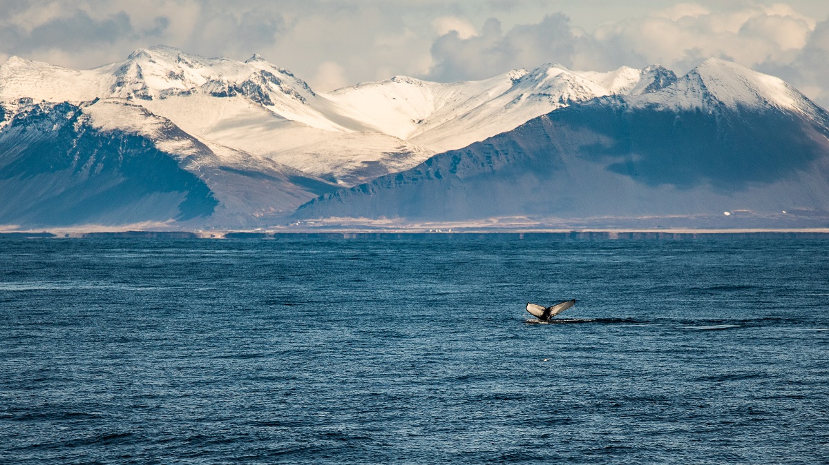 Mooi uitzicht van walvis staart in het water met bergen op de achtergrond | Special Tours | Ijsland Tours