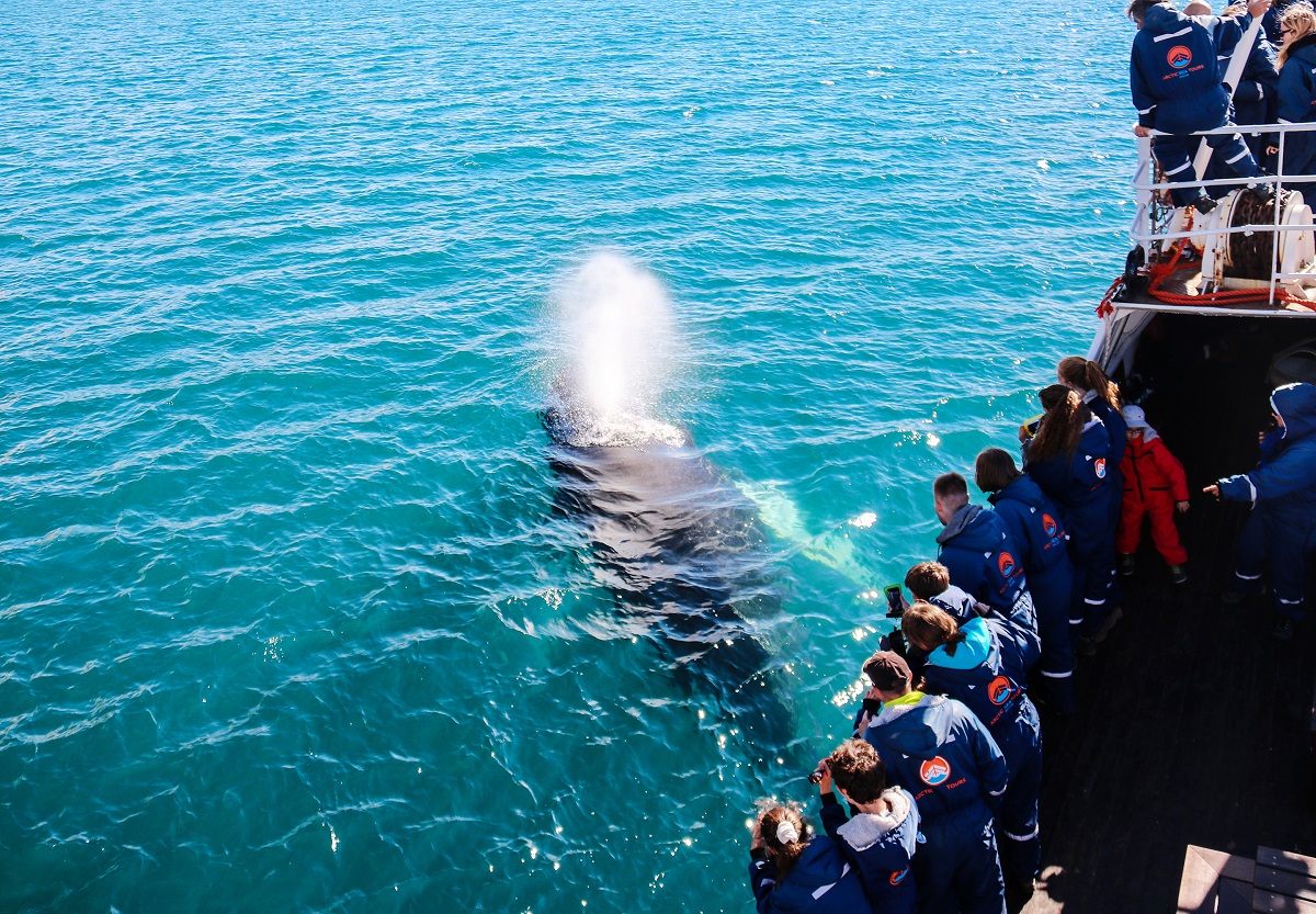 Walvis die water spuwt dicht bij de boot | Arctic Adventures | IJsland Tours